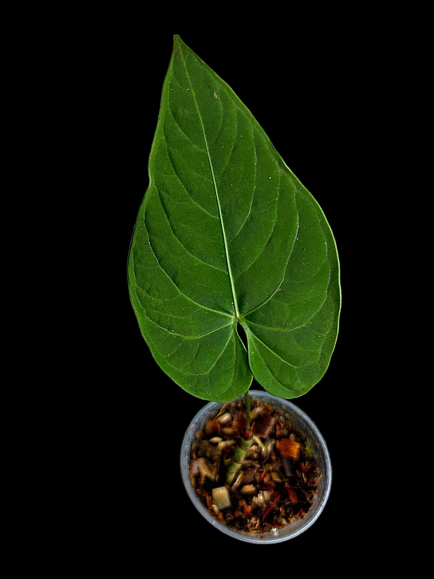 Anthurium sp. 'Tarapoto Velvet' Wild Ecotype (EXACT PLANT)