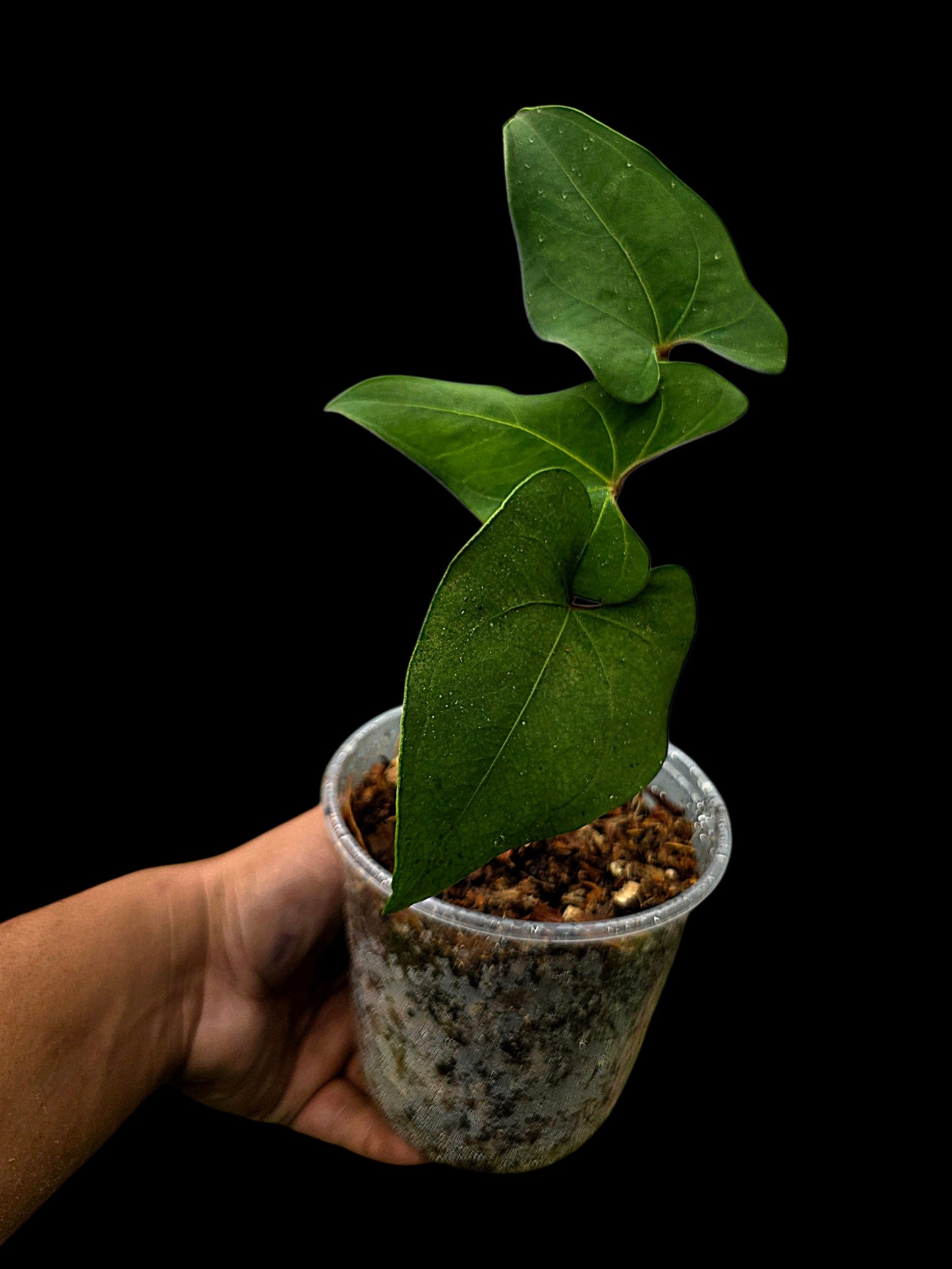 Anthurium sp. 'Huanuco Velvet' Wild Ecotype  (EXACT PLANT)