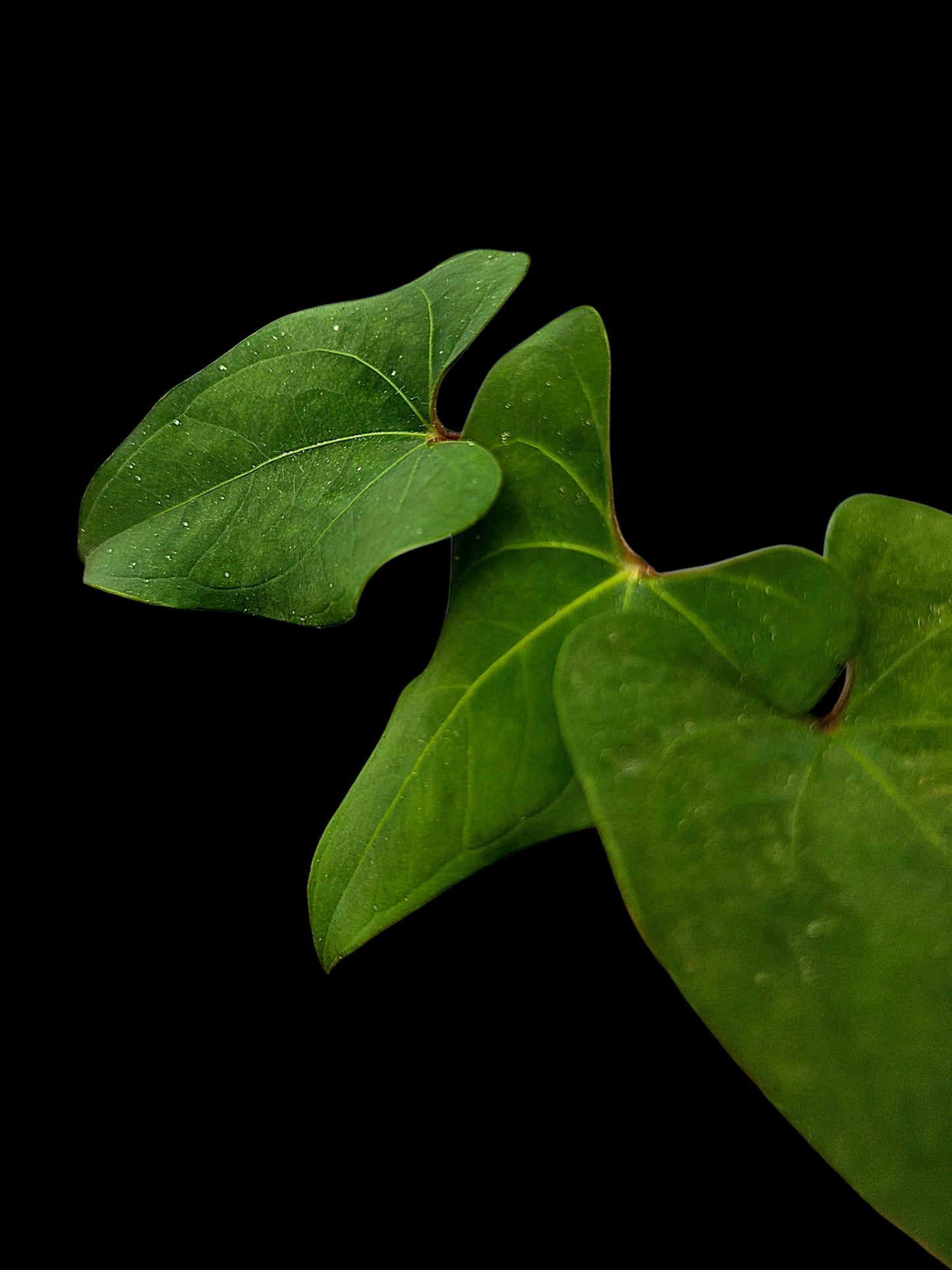Anthurium sp. 'Huanuco Velvet' Wild Ecotype  (EXACT PLANT)