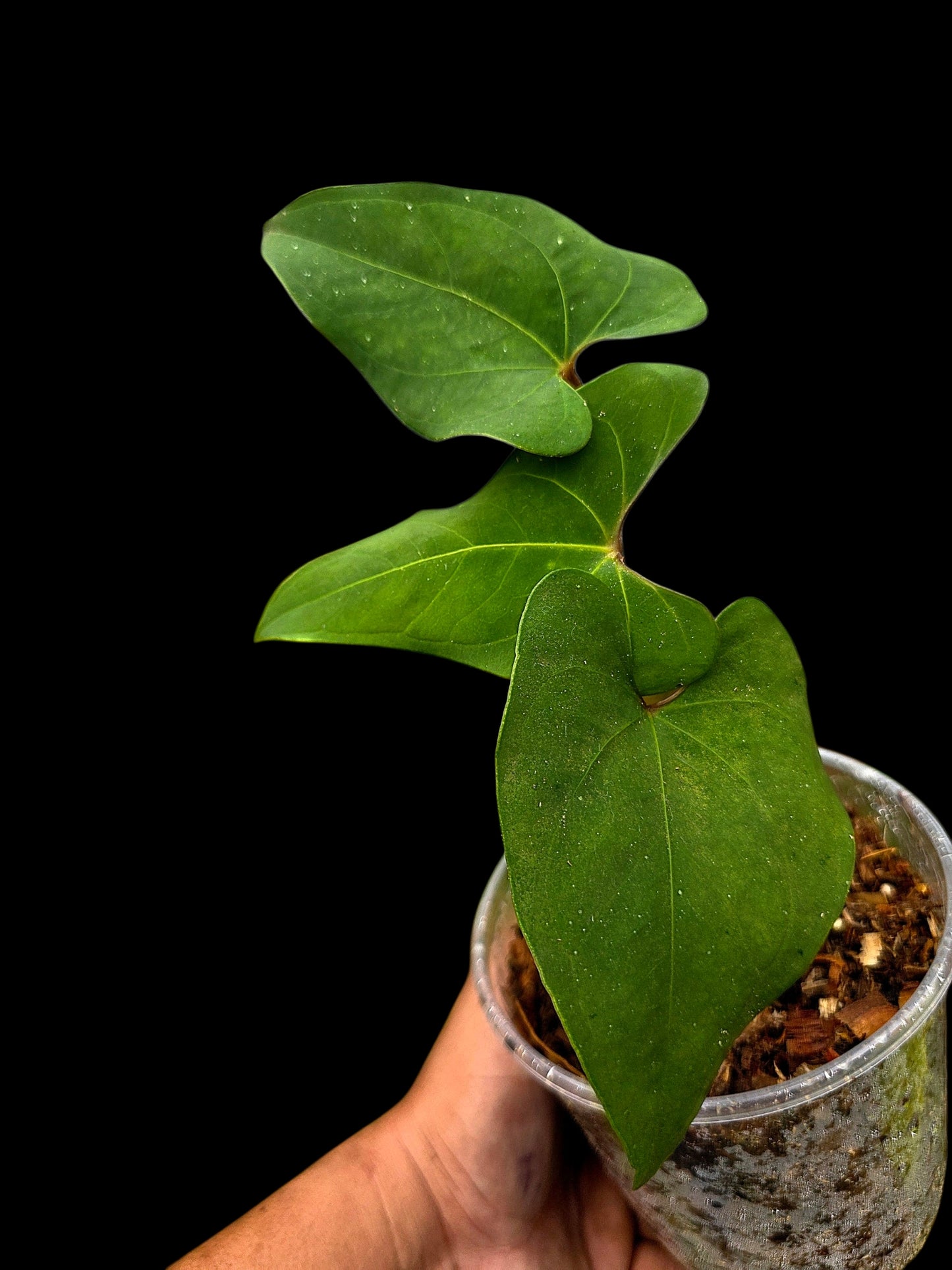 Anthurium sp. 'Huanuco Velvet' Wild Ecotype  (EXACT PLANT)