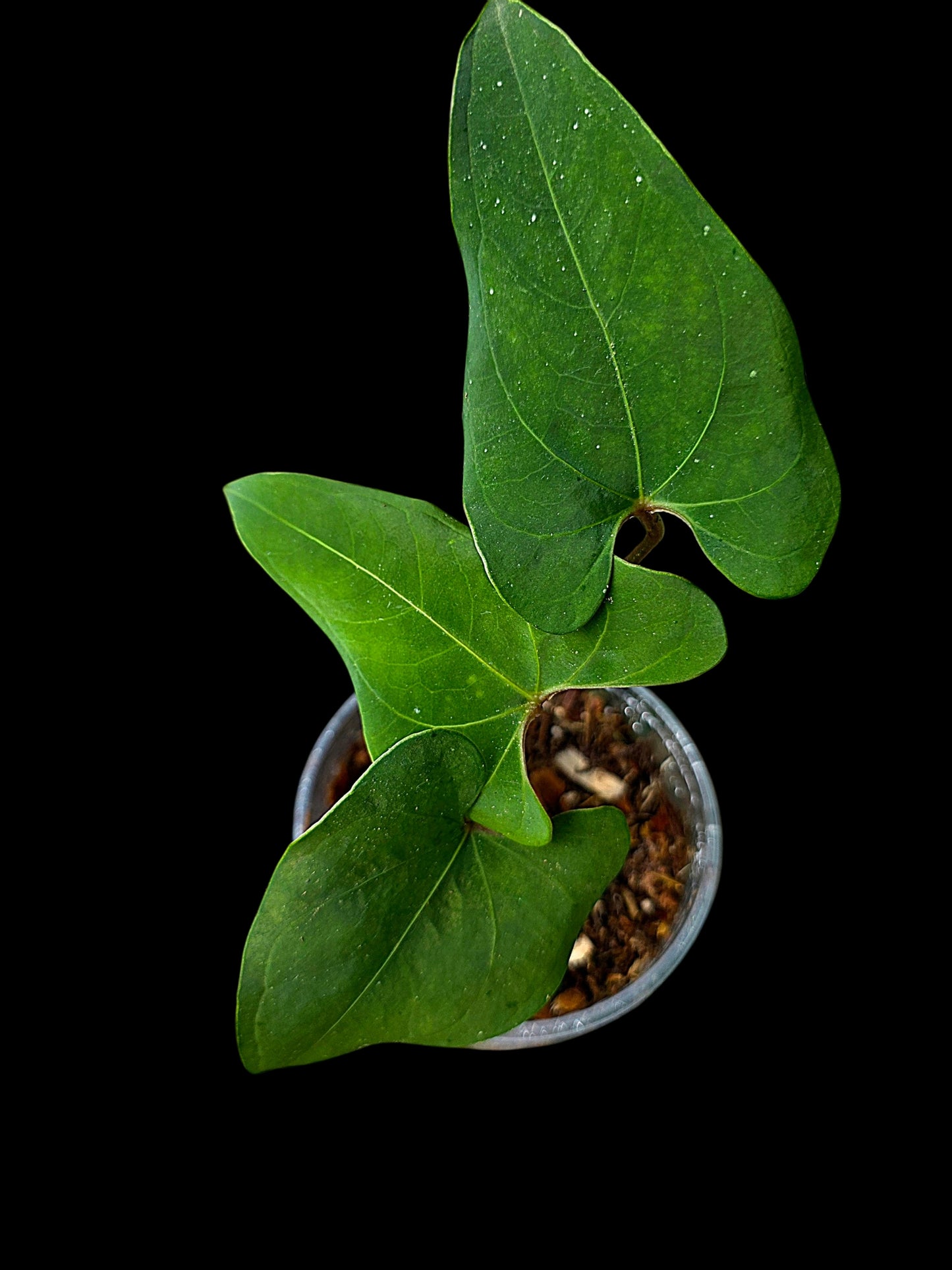 Anthurium sp. 'Huanuco Velvet' Wild Ecotype  (EXACT PLANT)