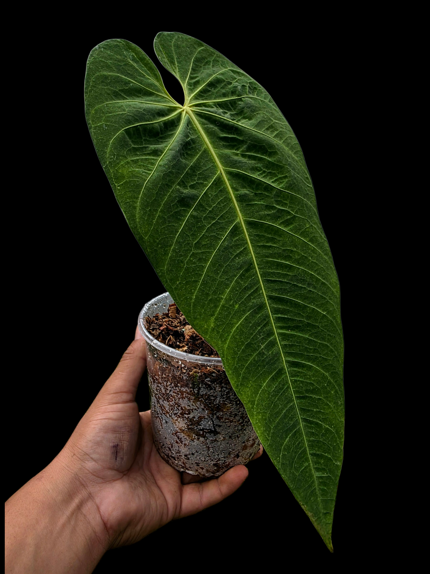 Anthurium Metallicum Wild Ecotype BIG Plant (EXACT PLANT)