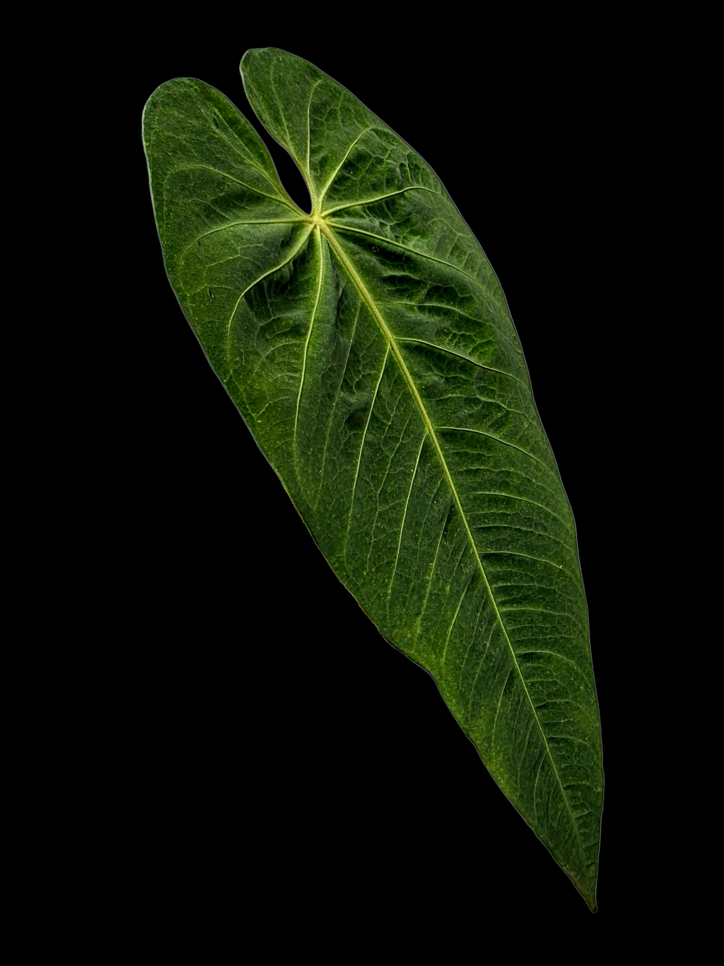 Anthurium Metallicum Wild Ecotype BIG Plant (EXACT PLANT)