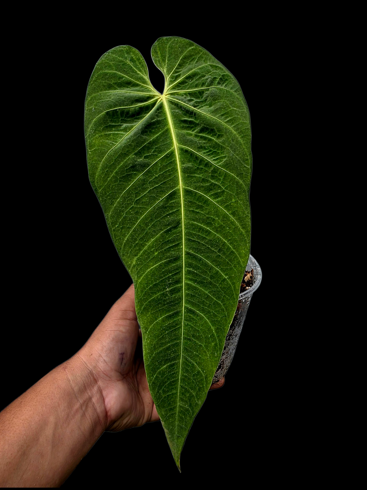 Anthurium Metallicum Wild Ecotype BIG Plant (EXACT PLANT)