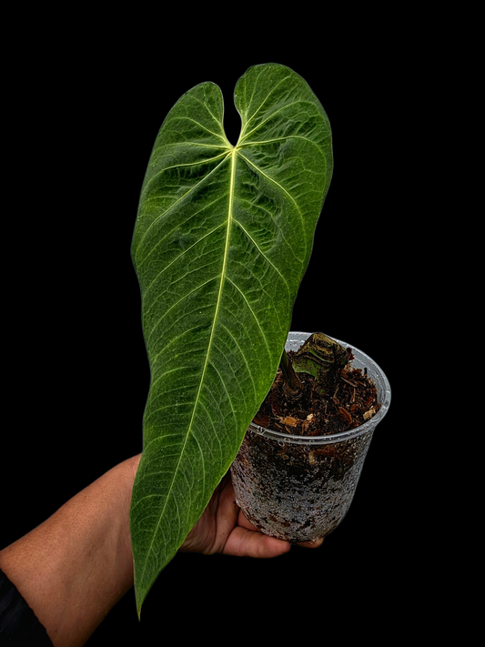 Anthurium Metallicum Wild Ecotype BIG Plant (EXACT PLANT)