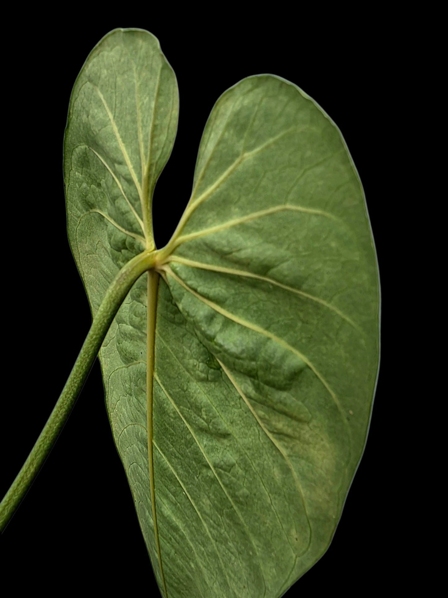 Anthurium Metallicum Wild Ecotype BIG Plant (EXACT PLANT)