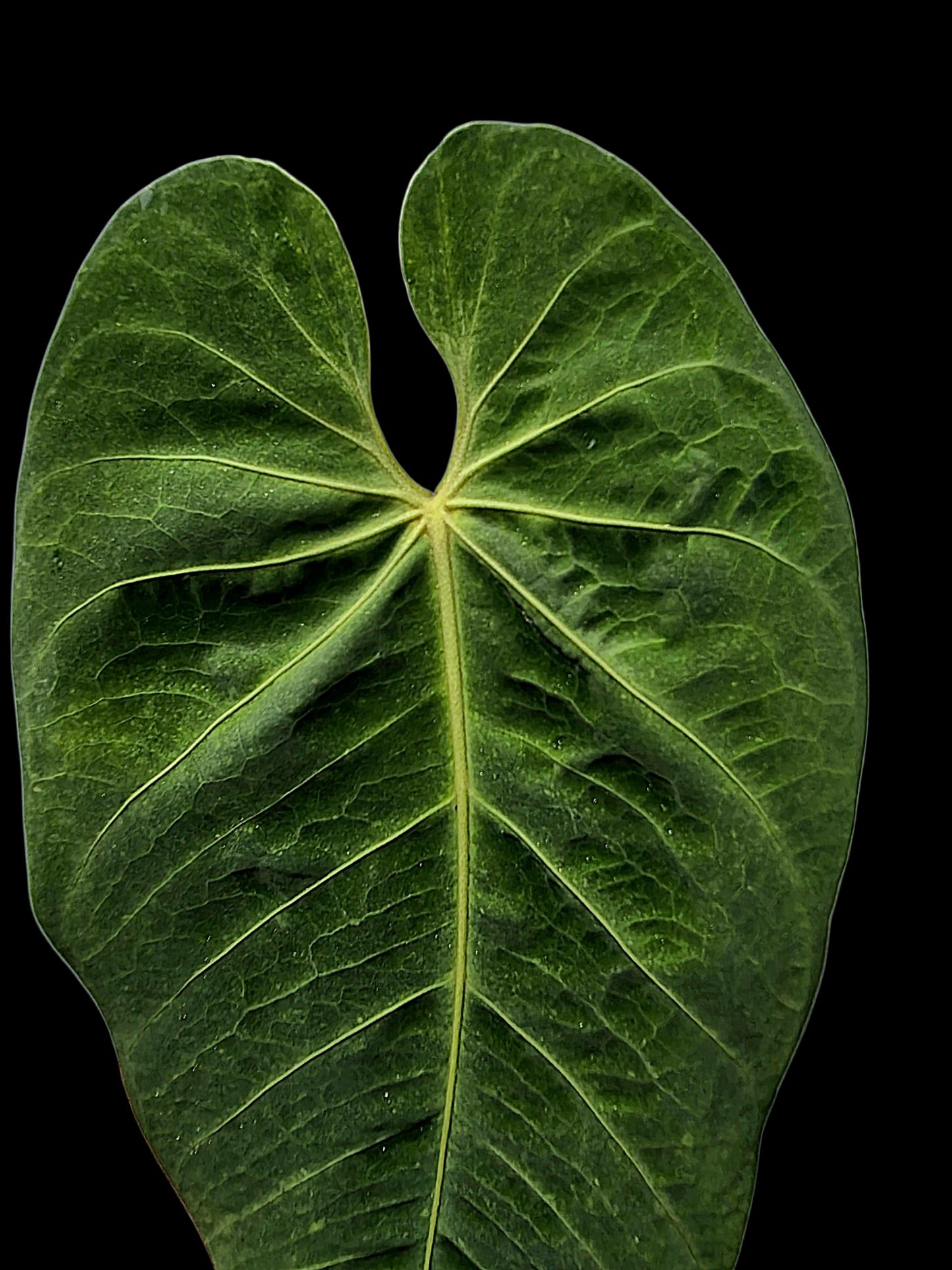 Anthurium Metallicum Wild Ecotype BIG Plant (EXACT PLANT)