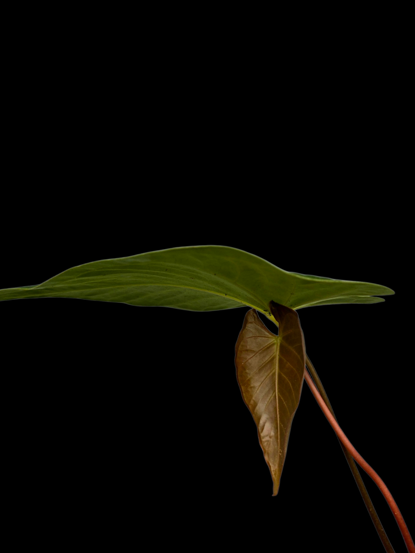 Anthurium sp. 'Tarapoto Velvet Veins' Wild Ecotype (EXACT PLANT)