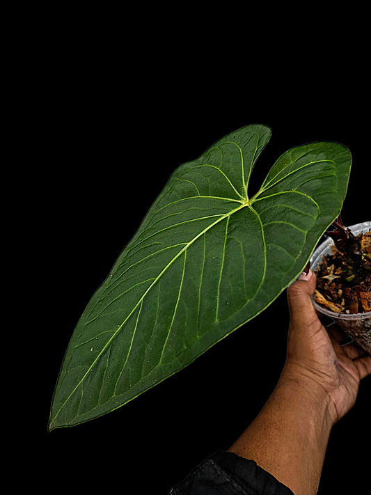 Anthurium sp. 'Tarapoto Velvet Veins' Wild Ecotype (EXACT PLANT)