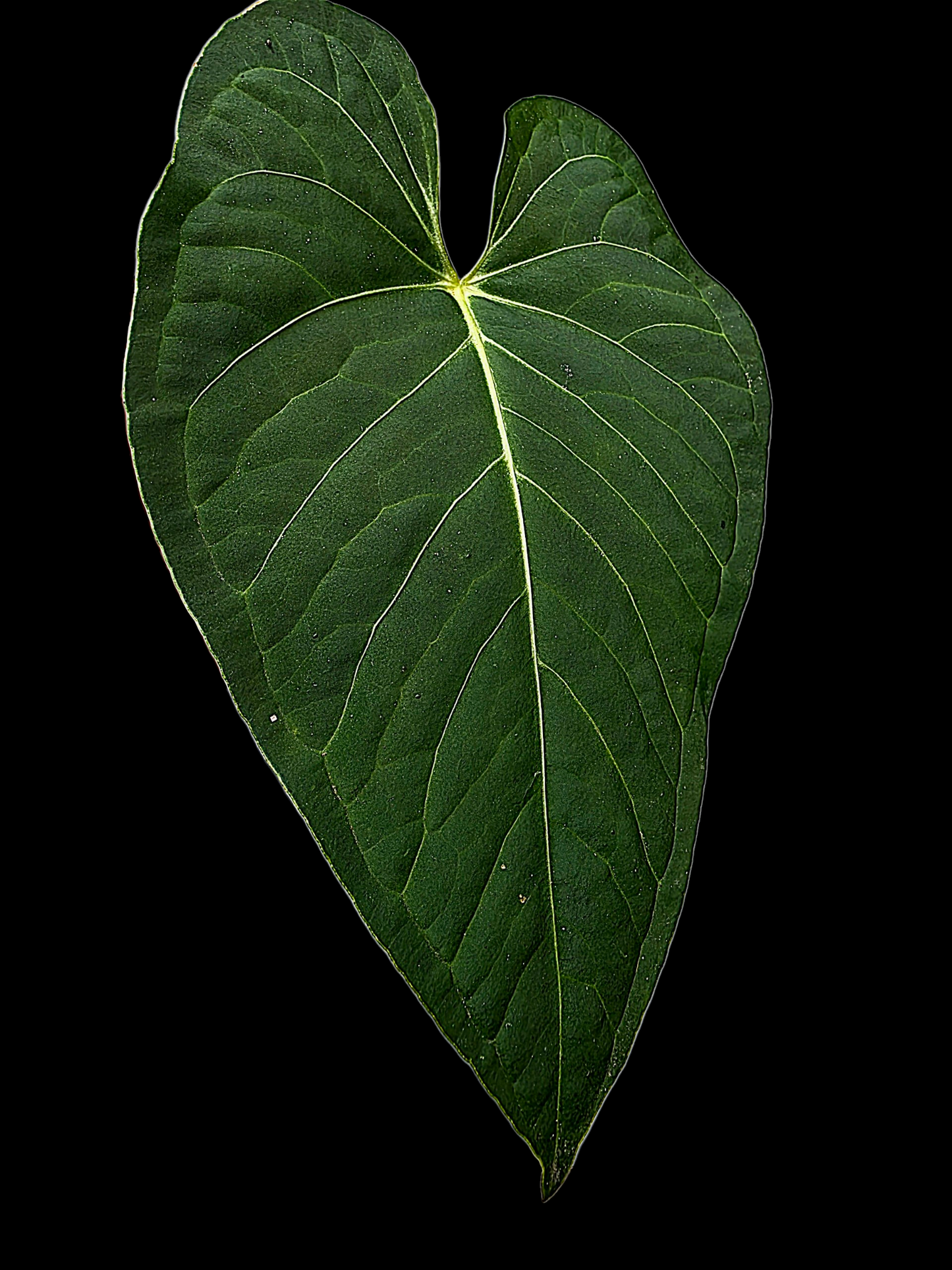 Anthurium sp. 'Tarapoto Velvet Veins' Wild Ecotype (EXACT PLANT)