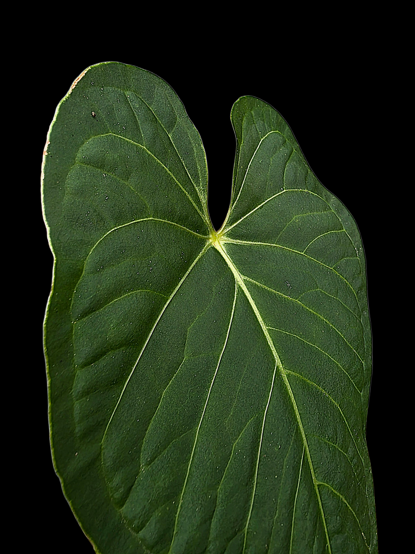 Anthurium sp. 'Tarapoto Velvet Veins' Wild Ecotype (EXACT PLANT)