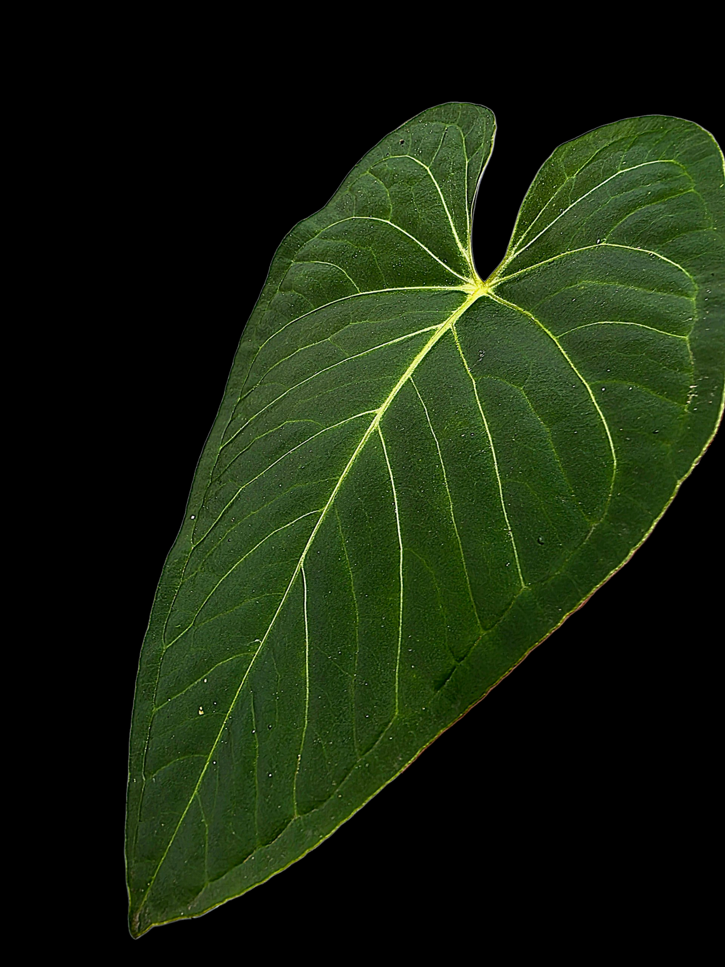 Anthurium sp. 'Tarapoto Velvet Veins' Wild Ecotype (EXACT PLANT)