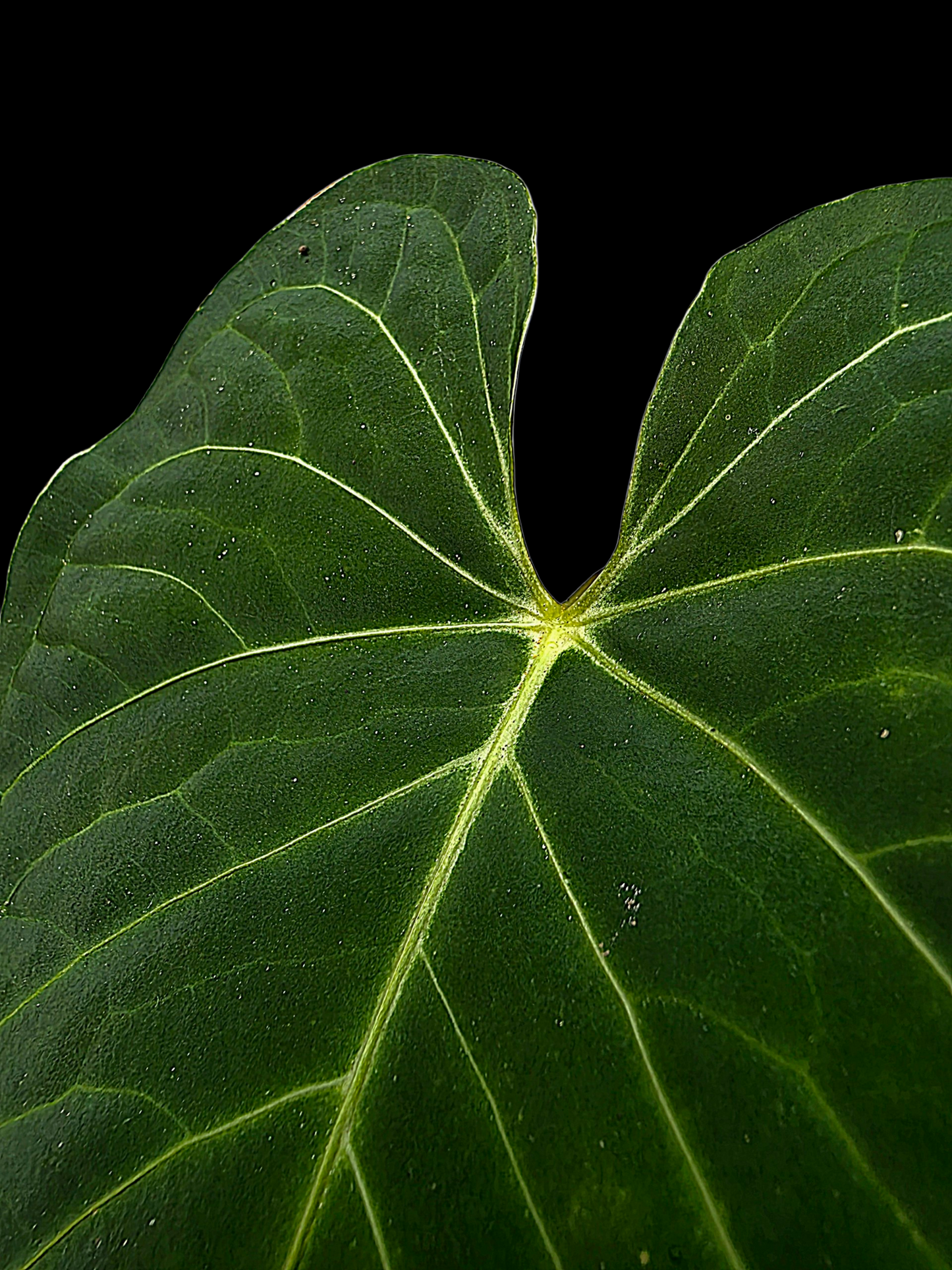 Anthurium sp. 'Tarapoto Velvet Veins' Wild Ecotype (EXACT PLANT)