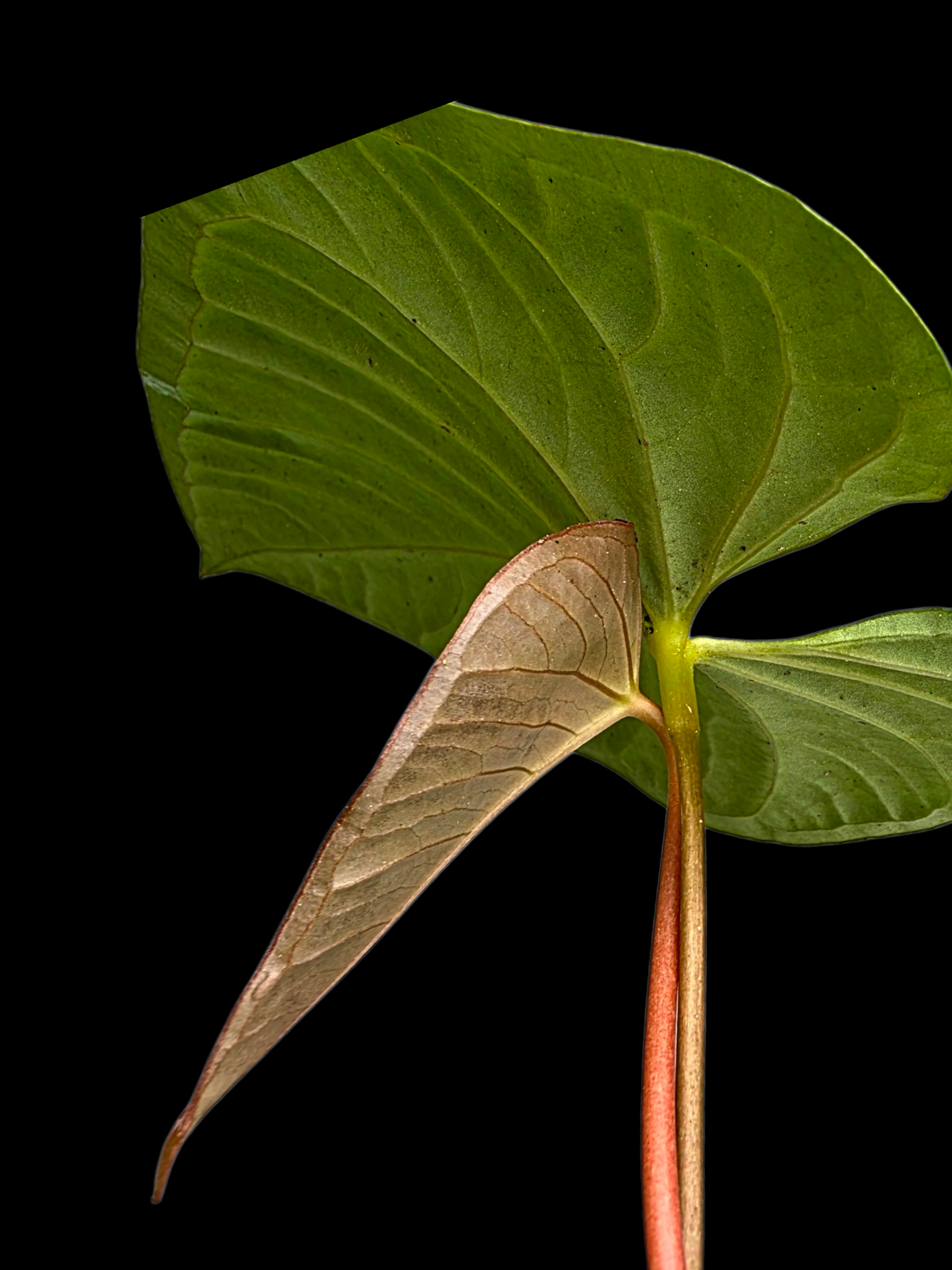 Anthurium sp. 'Tarapoto Velvet Veins' Wild Ecotype (EXACT PLANT)