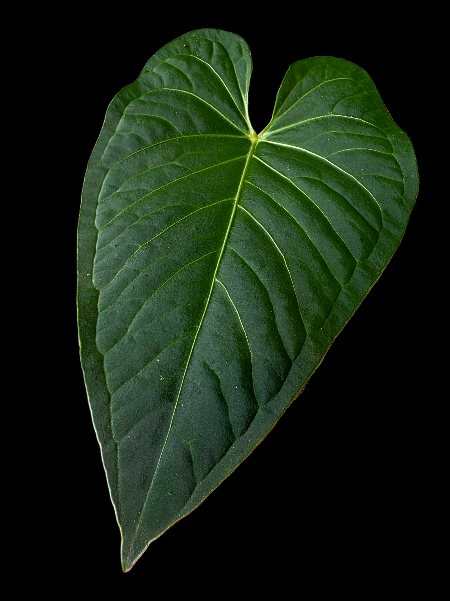 Anthurium sp. 'Tarapoto Velvet Veins' Wild Ecotype (EXACT PLANT)