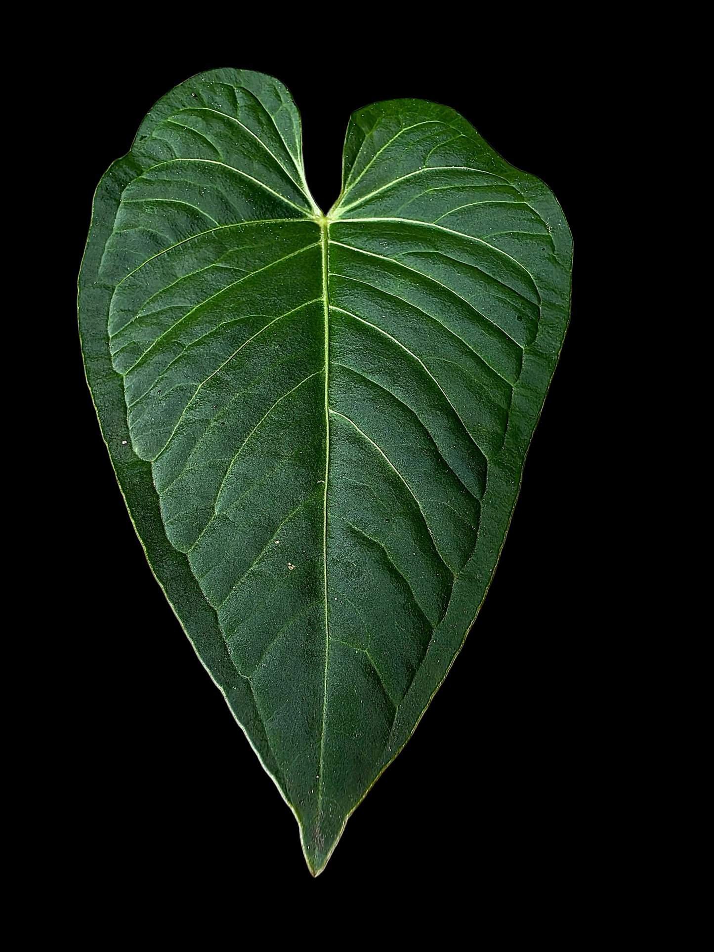 Anthurium sp. 'Tarapoto Velvet Veins' Wild Ecotype (EXACT PLANT)