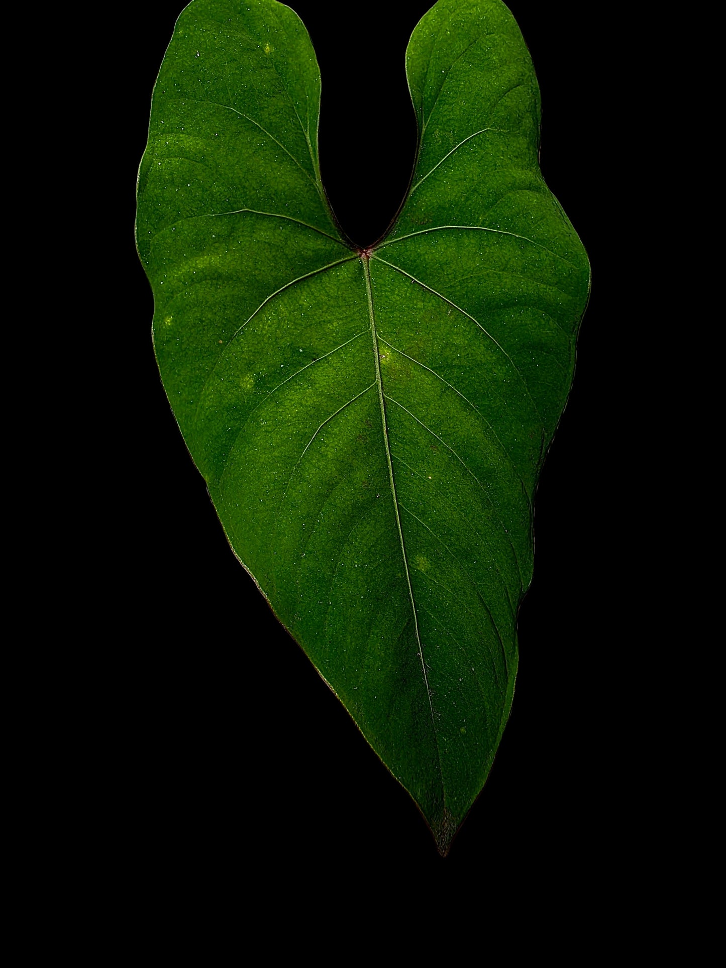 Anthurium sp. 'Huanuco Velvet' Dark Petiole (EXACT PLANT)