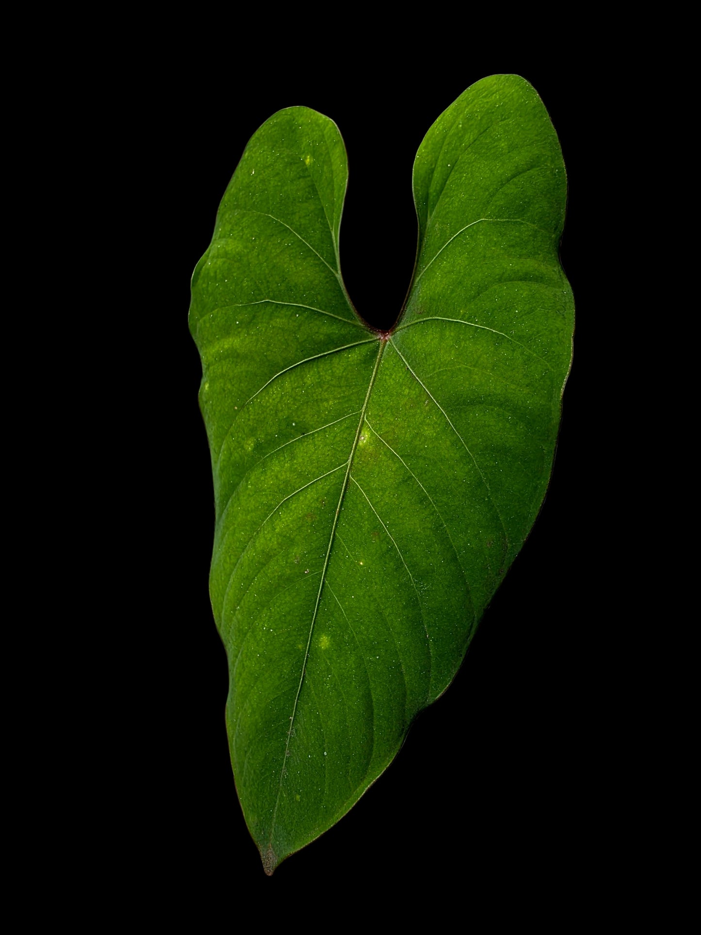 Anthurium sp. 'Huanuco Velvet' Dark Petiole (EXACT PLANT)