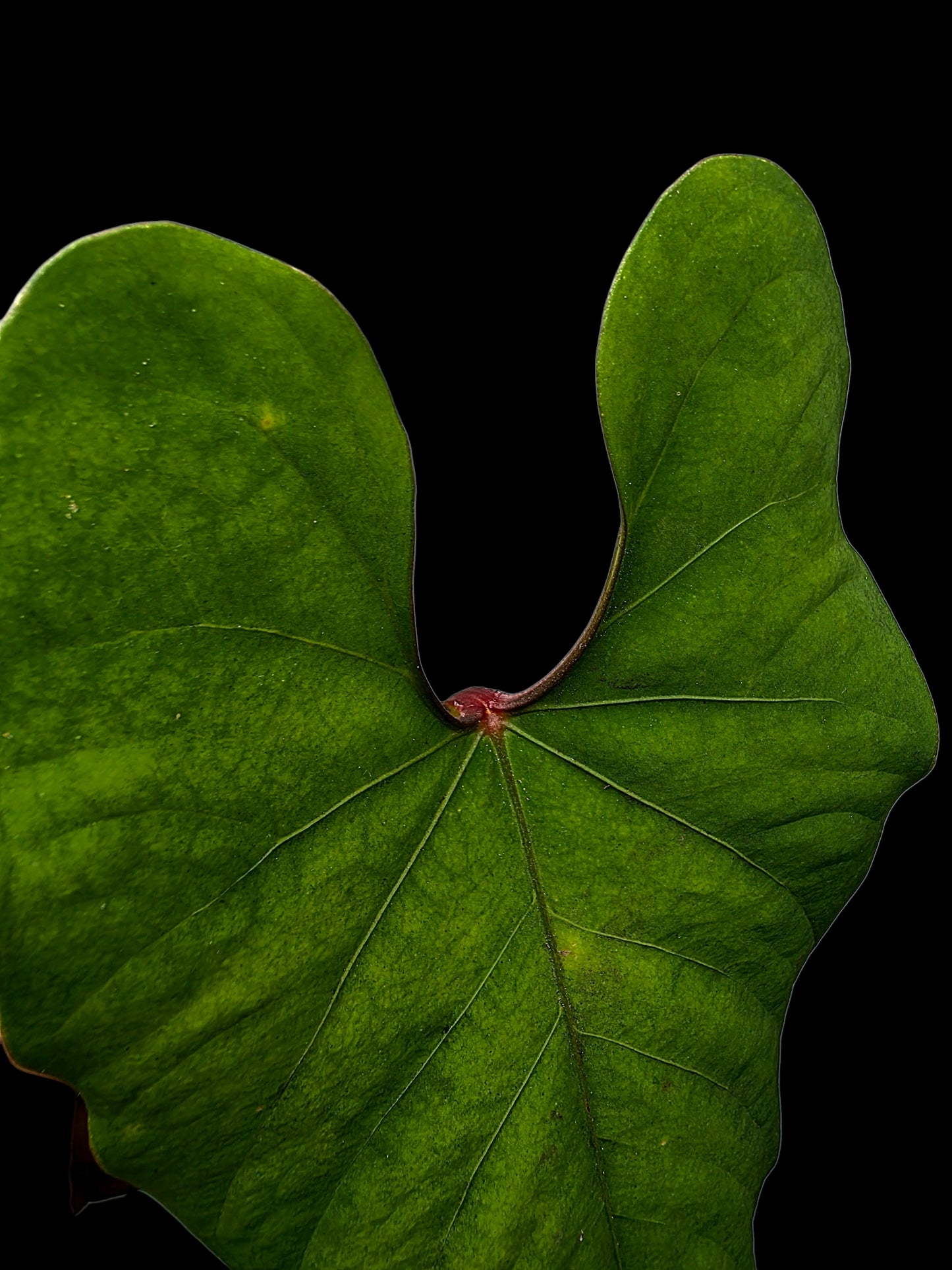 Anthurium sp. 'Huanuco Velvet' Dark Petiole (EXACT PLANT)