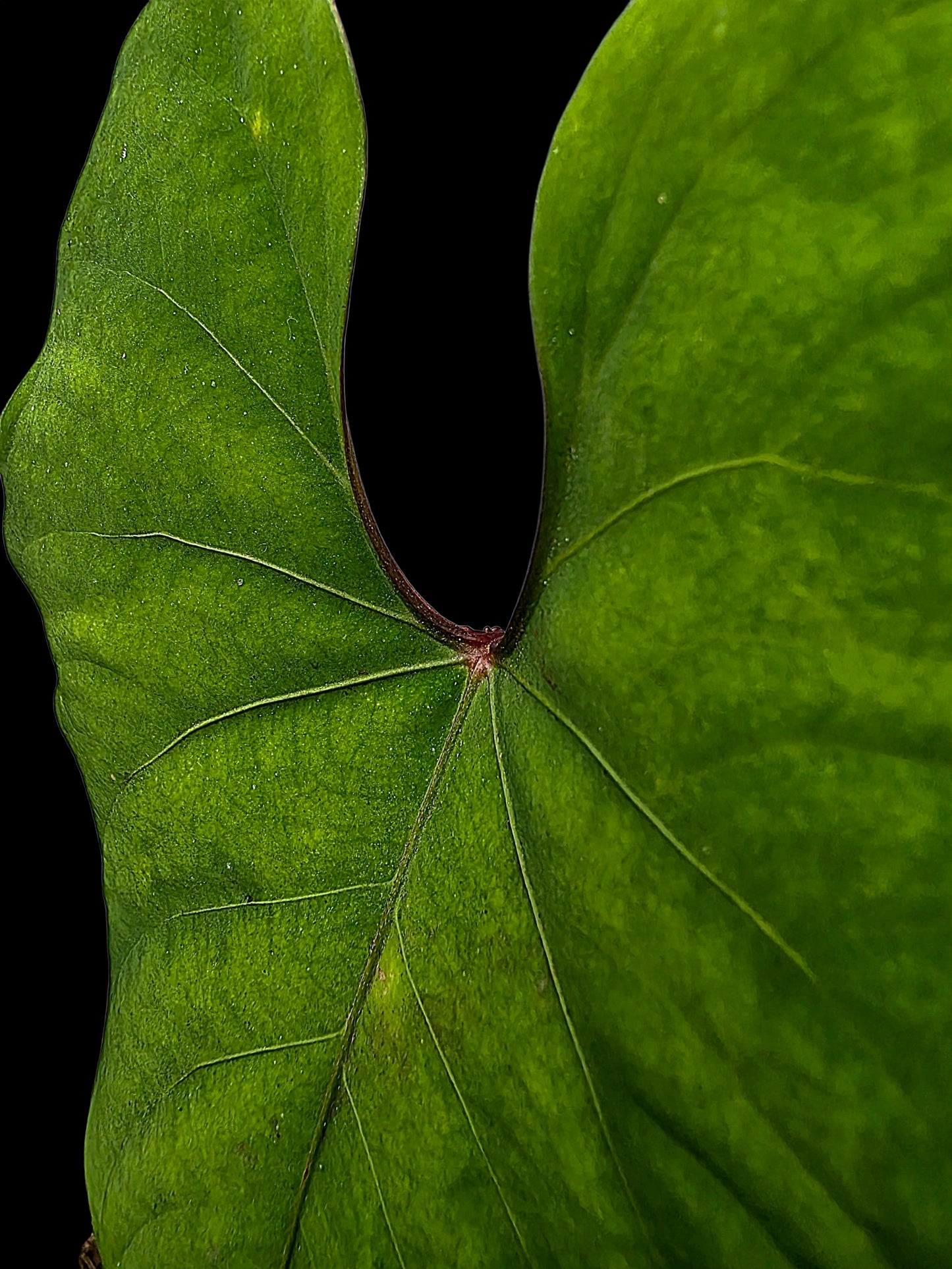 Anthurium sp. 'Huanuco Velvet' Dark Petiole (EXACT PLANT)