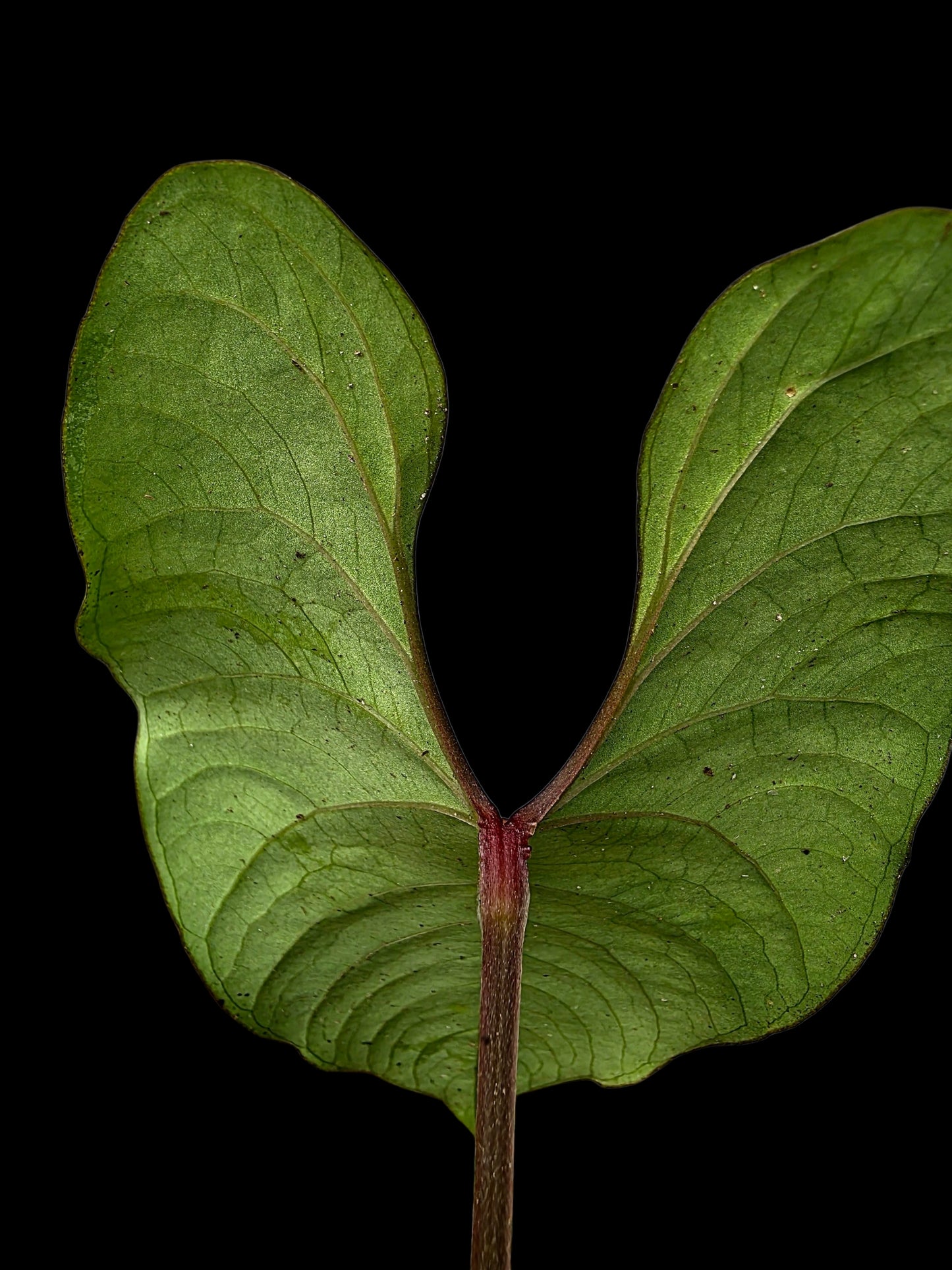 Anthurium sp. 'Huanuco Velvet' Dark Petiole (EXACT PLANT)