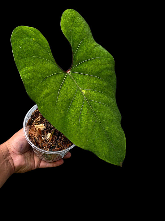 Anthurium sp. 'Huanuco Velvet' Dark Petiole (EXACT PLANT)