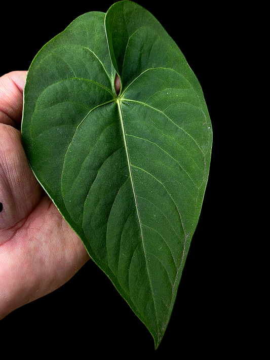 Anthurium sp. 'Tarapoto Velvet' Small Size (EXACT PLANT)
