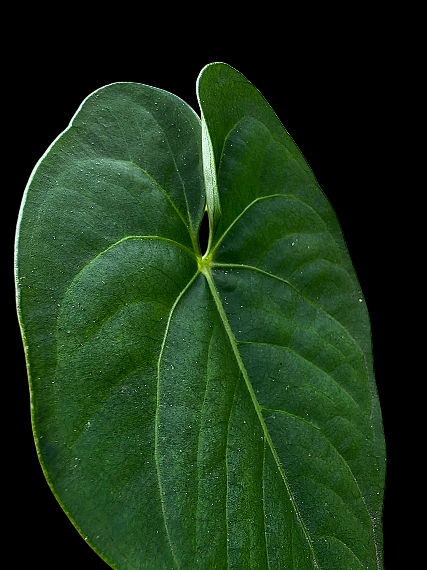 Anthurium sp. 'Tarapoto Velvet' Small Size (EXACT PLANT)
