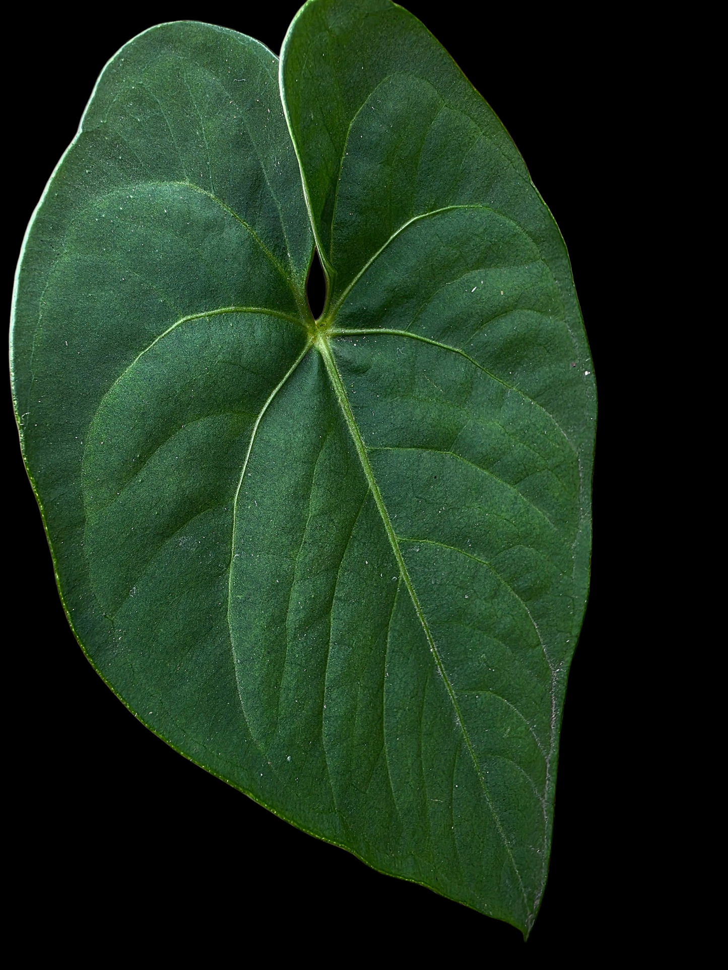 Anthurium sp. 'Tarapoto Velvet' Small Size (EXACT PLANT)