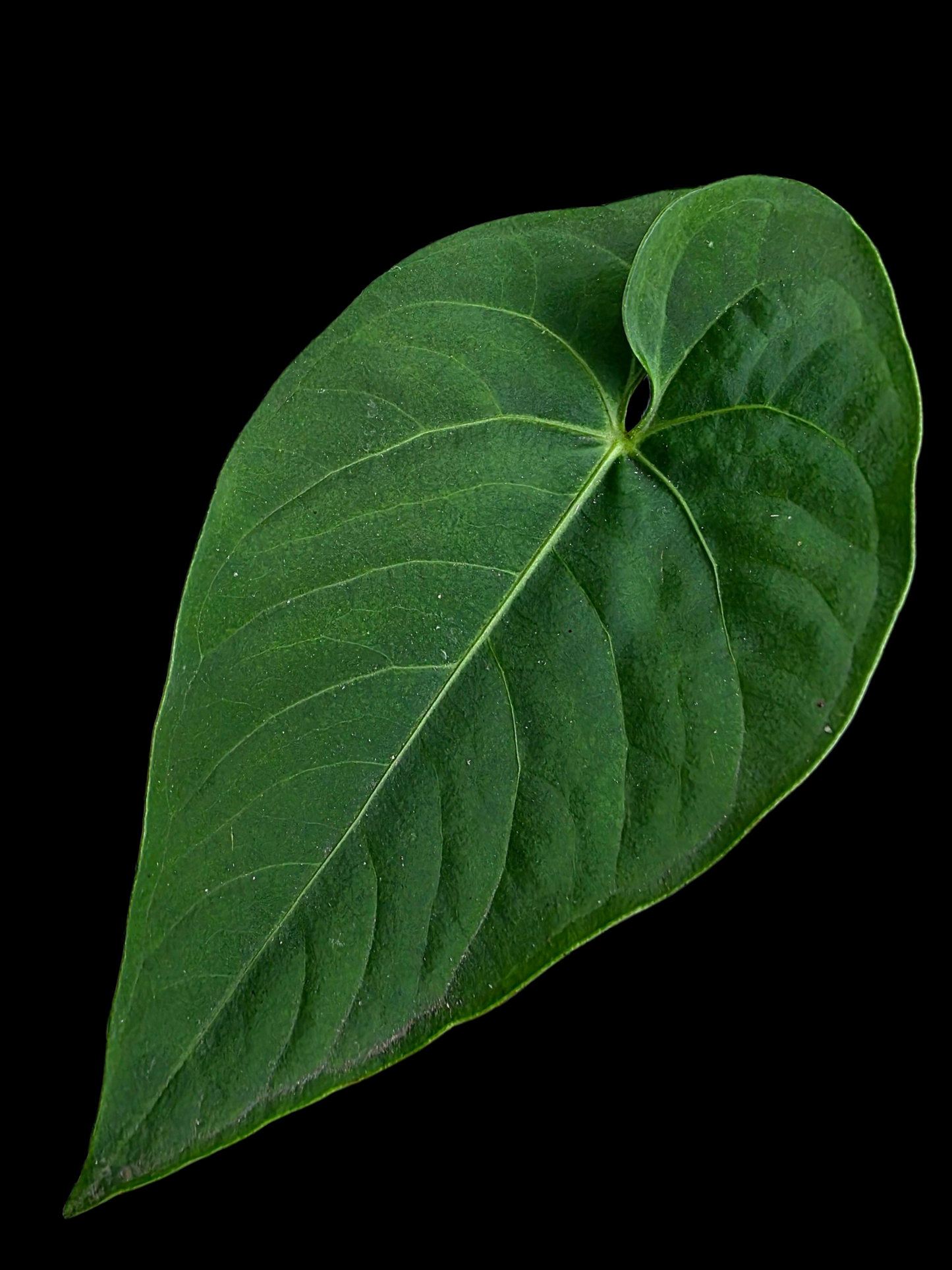 Anthurium sp. 'Tarapoto Velvet' Small Size (EXACT PLANT)