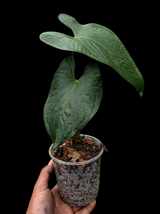 Anthurium sp. 'Peru Dark' Wild Ecotype (EXACT PLANT)