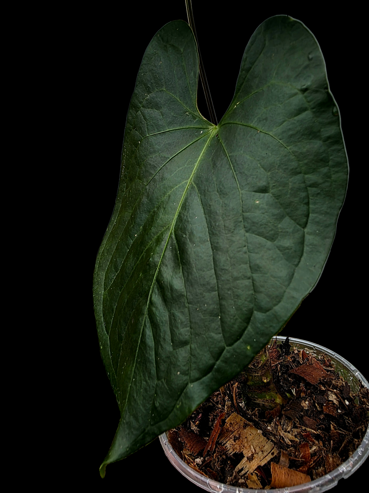 Anthurium sp. 'Peru Dark' Wild Ecotype (EXACT PLANT)
