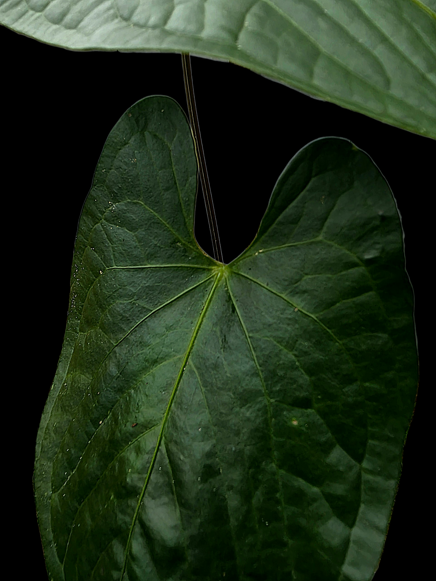 Anthurium sp. 'Peru Dark' Wild Ecotype (EXACT PLANT)