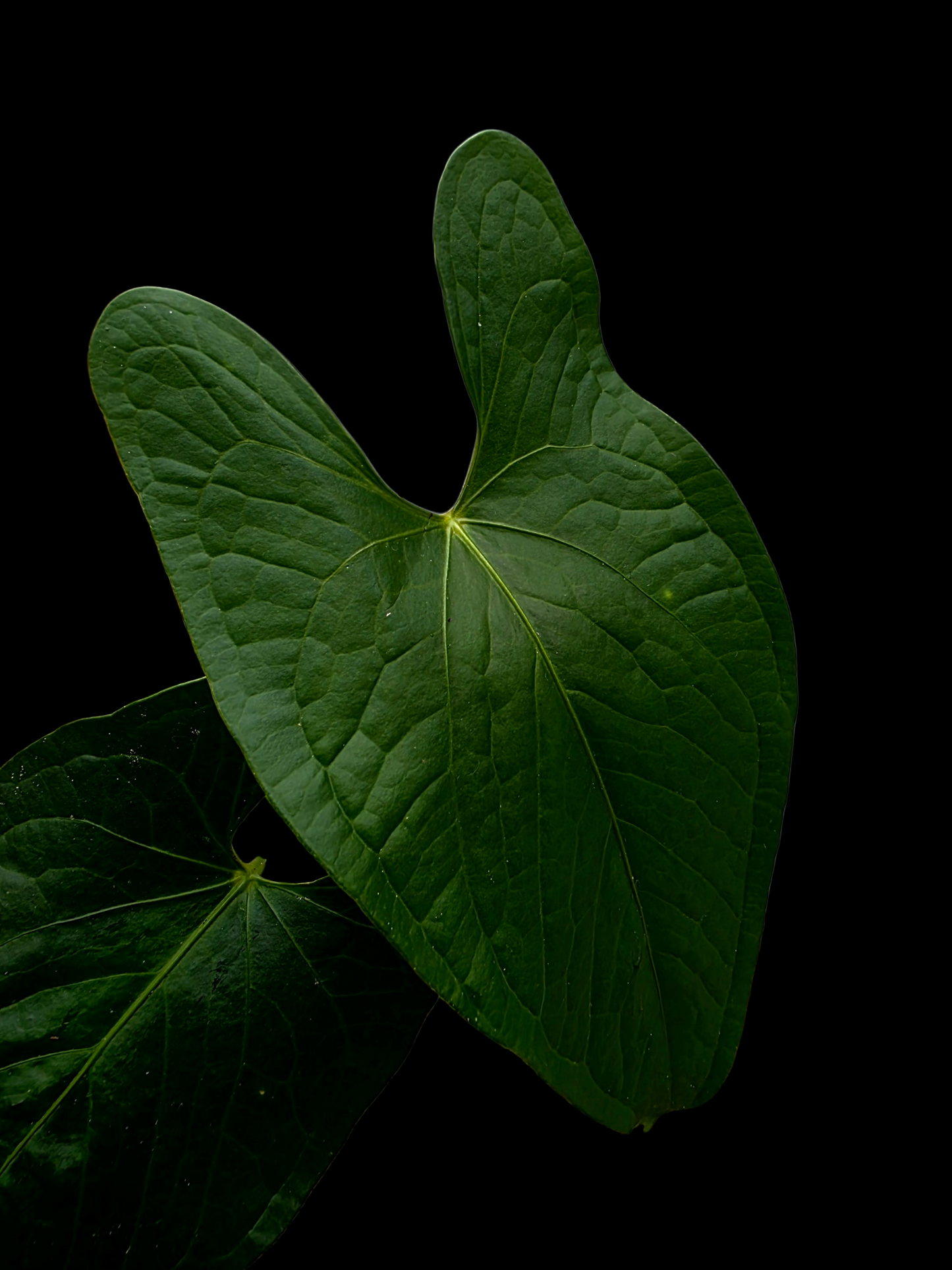 Anthurium sp. 'Peru Dark' Wild Ecotype (EXACT PLANT)