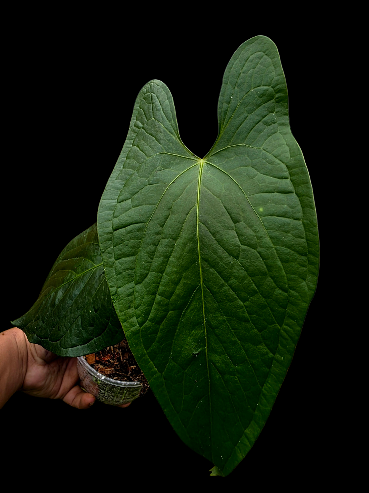Anthurium sp. 'Peru Dark' Wild Ecotype (EXACT PLANT)