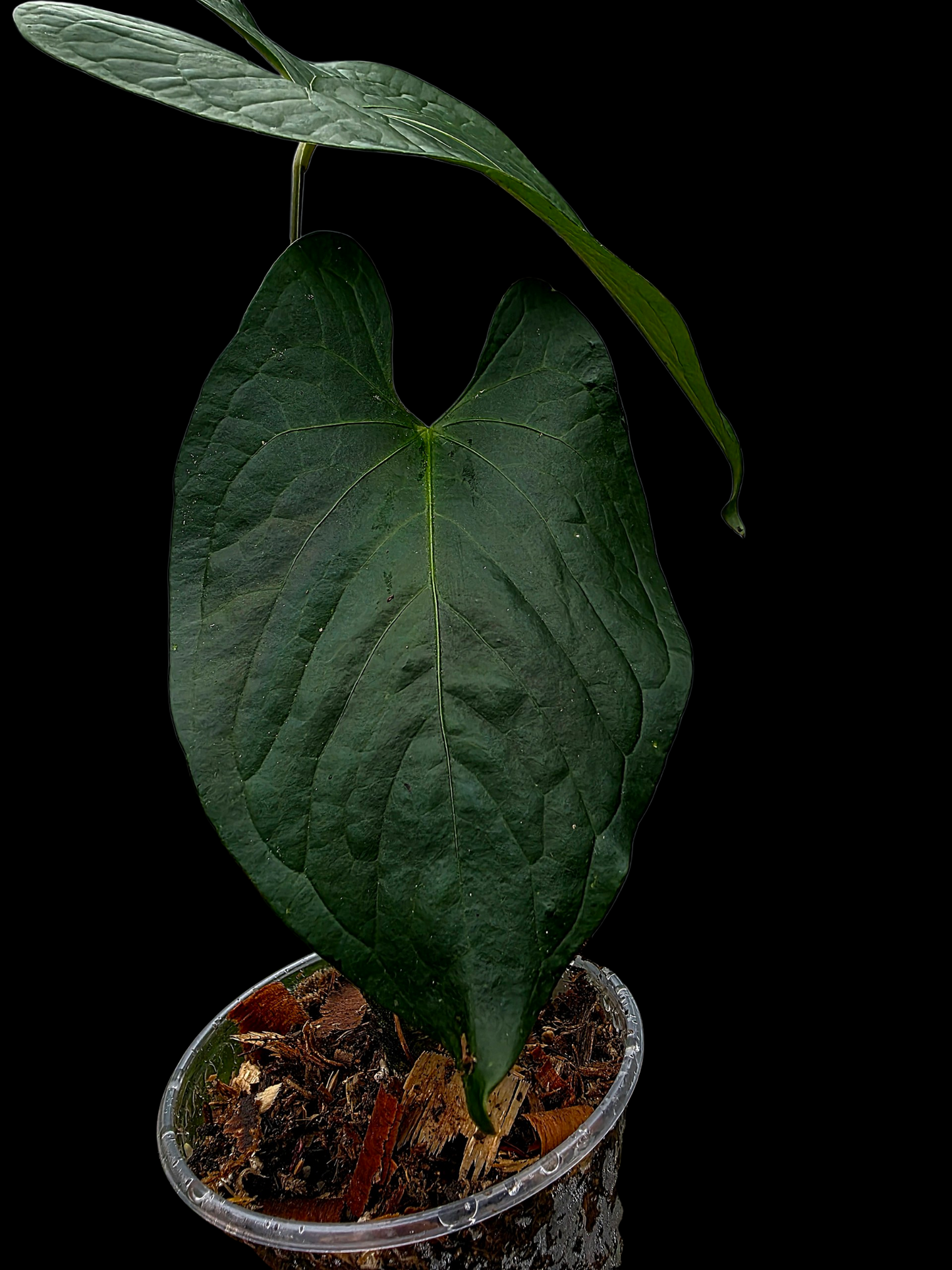 Anthurium sp. 'Peru Dark' Wild Ecotype (EXACT PLANT)