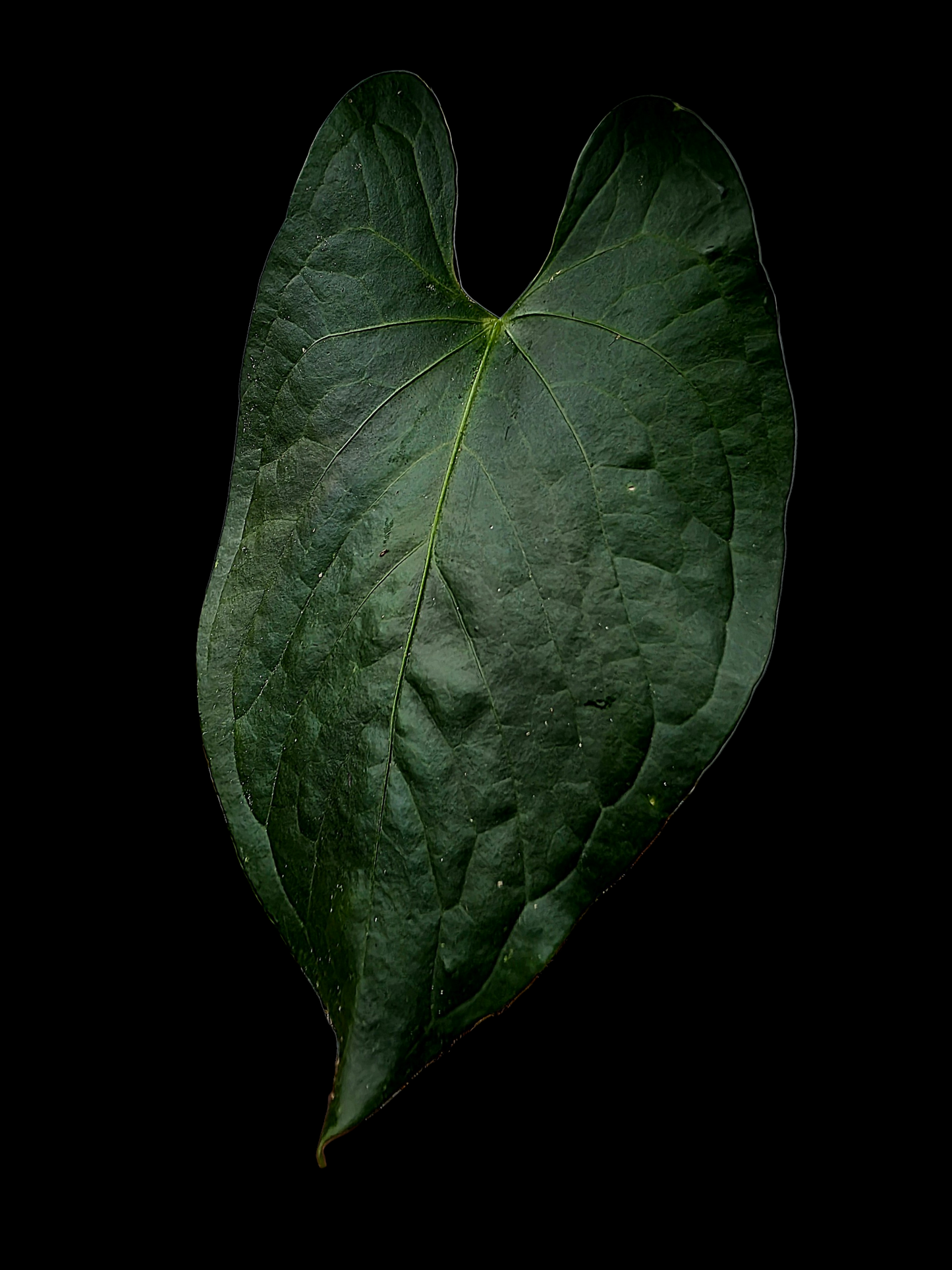 Anthurium sp. 'Peru Dark' Wild Ecotype (EXACT PLANT)