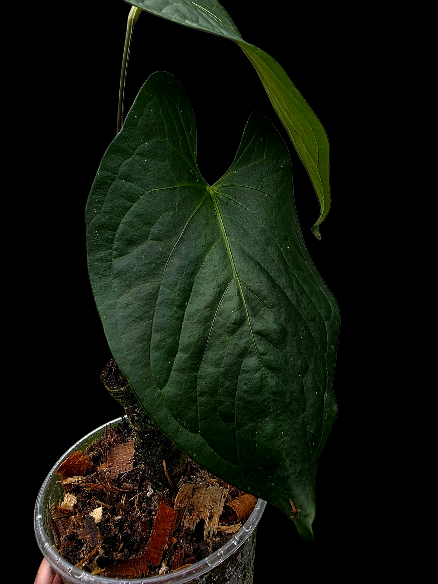 Anthurium sp. 'Peru Dark' Wild Ecotype (EXACT PLANT)