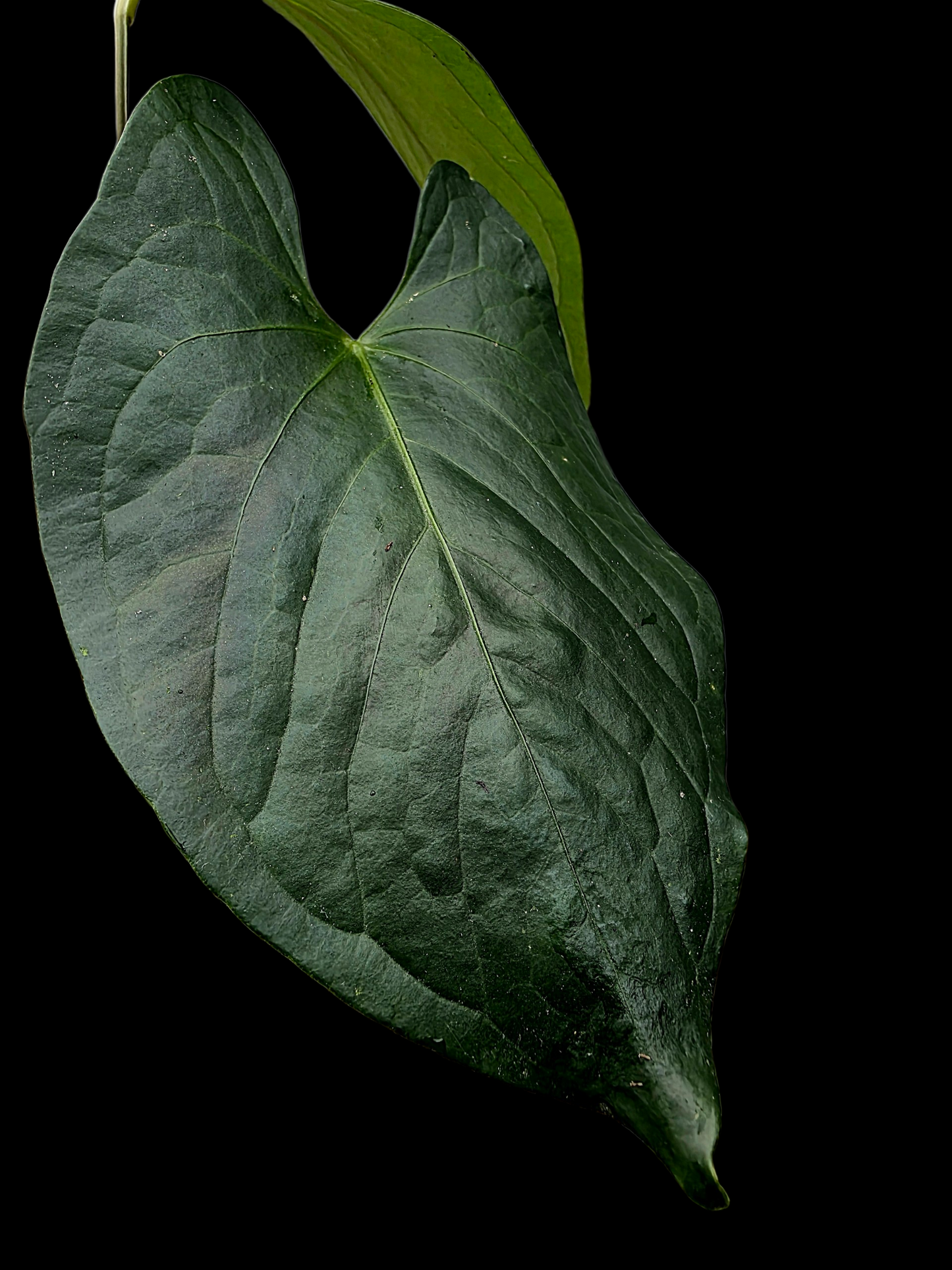 Anthurium sp. 'Peru Dark' Wild Ecotype (EXACT PLANT)