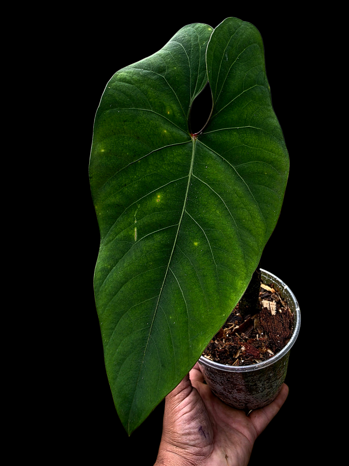 Anthurium sp. 'Huanuco Velvet' Dark Petiole BIG Plant (EXACT PLANT)
