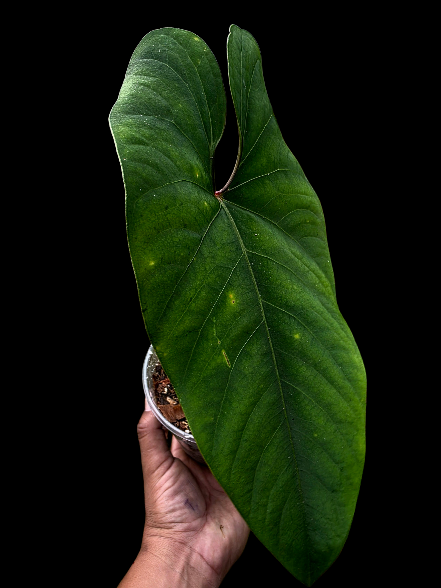Anthurium sp. 'Huanuco Velvet' Dark Petiole BIG Plant (EXACT PLANT)