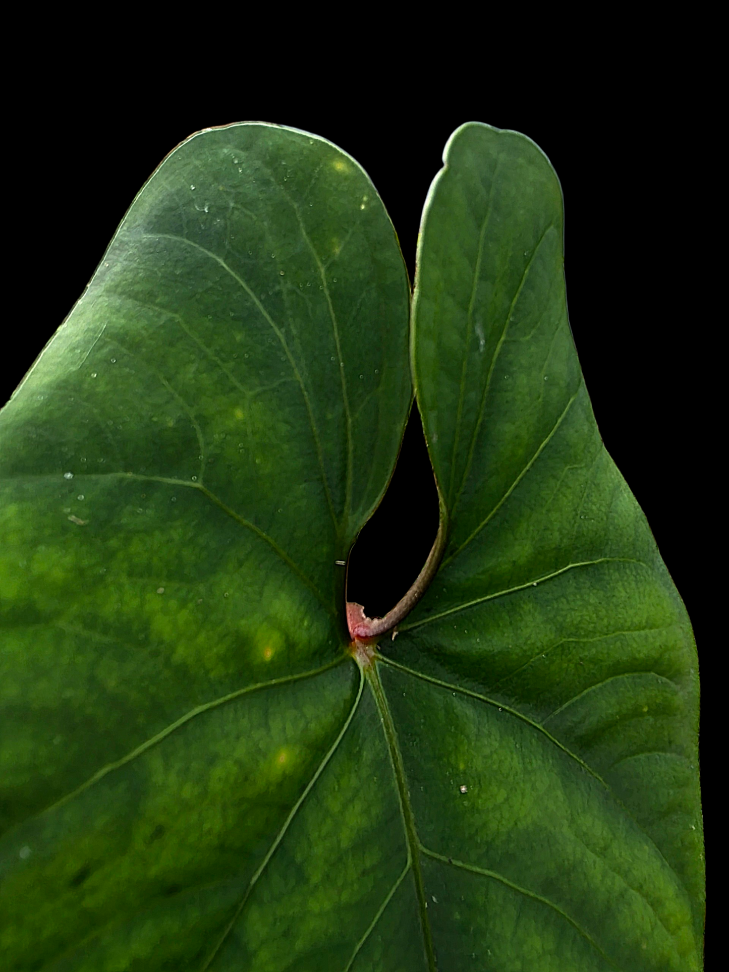 Anthurium sp. 'Huanuco Velvet' Dark Petiole BIG Plant (EXACT PLANT)