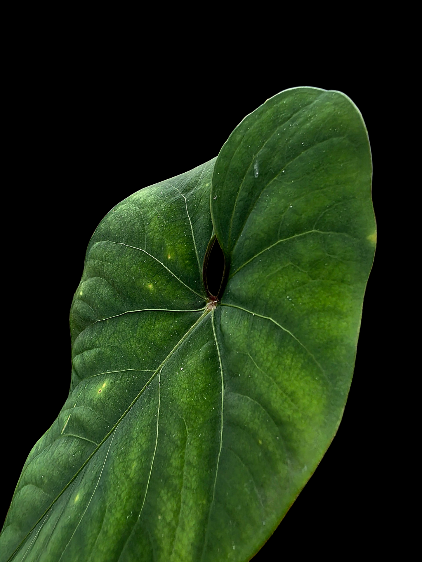 Anthurium sp. 'Huanuco Velvet' Dark Petiole BIG Plant (EXACT PLANT)