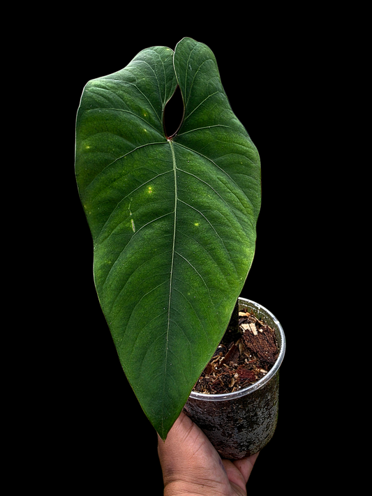 Anthurium sp. 'Huanuco Velvet' Dark Petiole BIG Plant (EXACT PLANT)