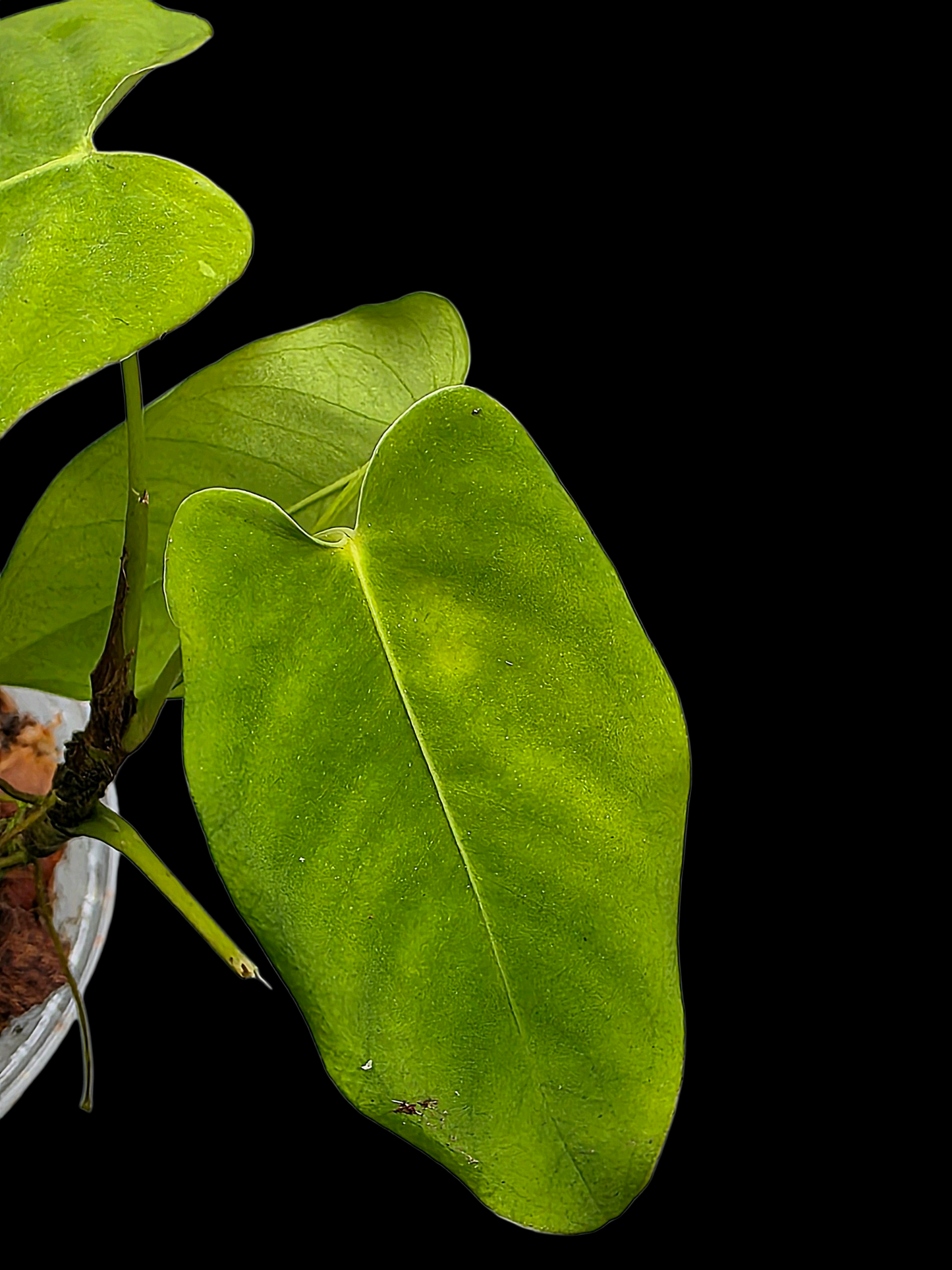 Anthurium sp. 'Aguaytiense' Velvety (EXACT PLANT)