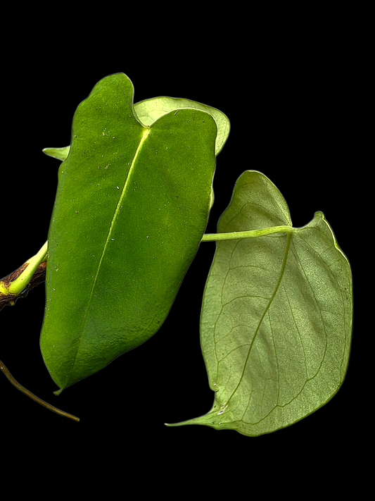 Anthurium sp. 'Aguaytiense' Velvety (EXACT PLANT)