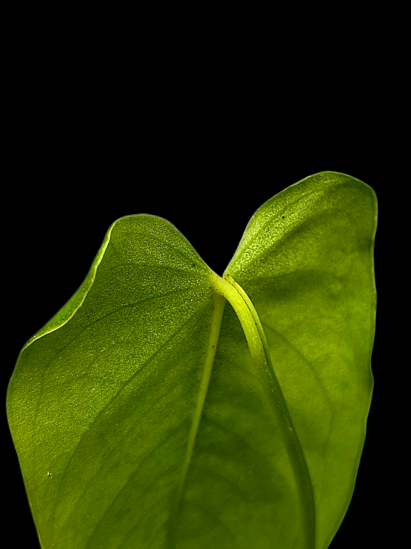 Anthurium sp. 'Aguaytiense' Velvety (EXACT PLANT)