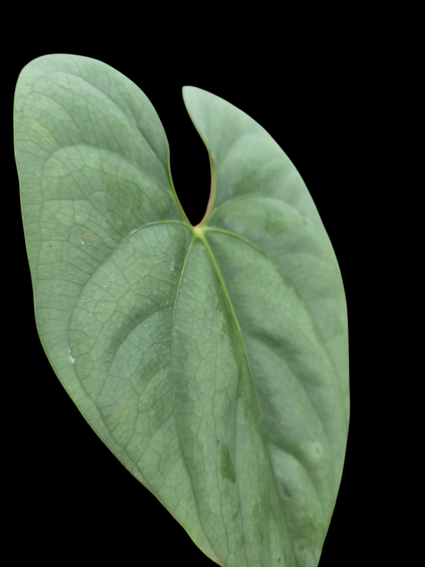 Anthurium sp. 'Silver Peru' Wild Ecotype (EXACT PLANT)