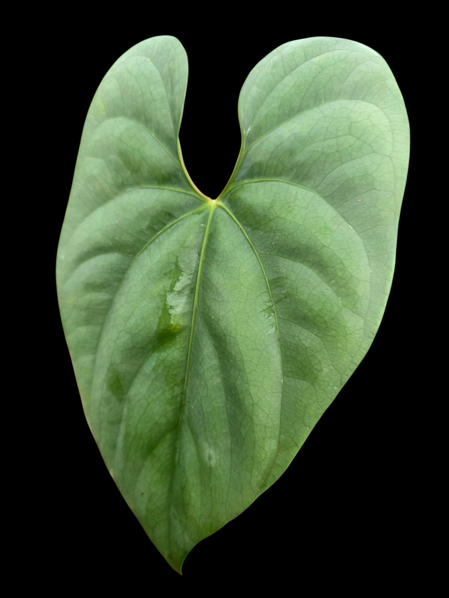 Anthurium sp. 'Silver Peru' Wild Ecotype (EXACT PLANT)