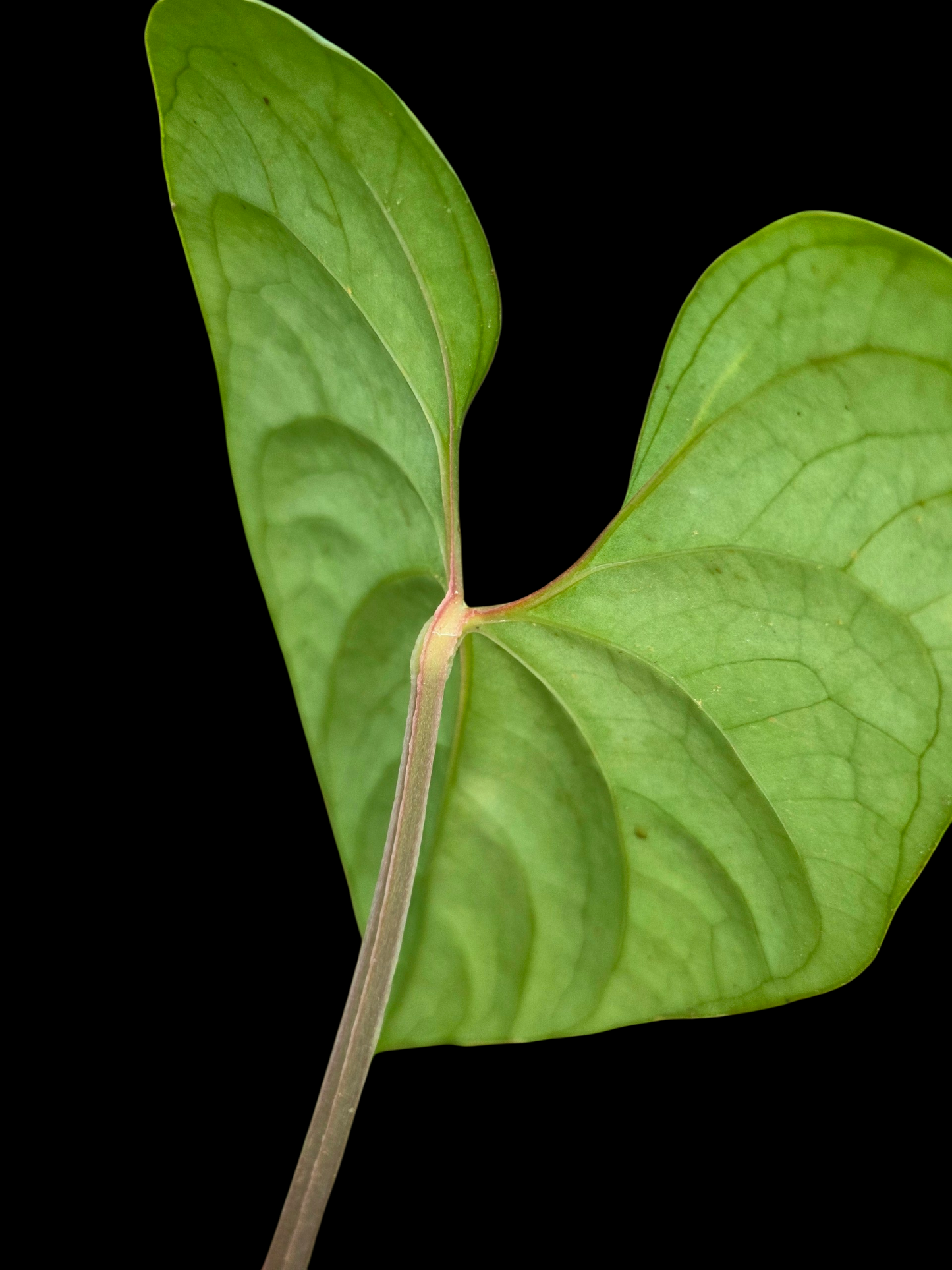 Anthurium sp. 'Silver Peru' Wild Ecotype (EXACT PLANT)